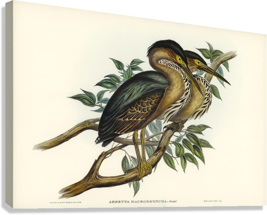 Thick-billed Green Bittern Ardetta macrorhyncha illustrated by Elizabeth Gould 1804–1841 for John Gould’s 1804-1881 Birds of Australia  Canvas Print