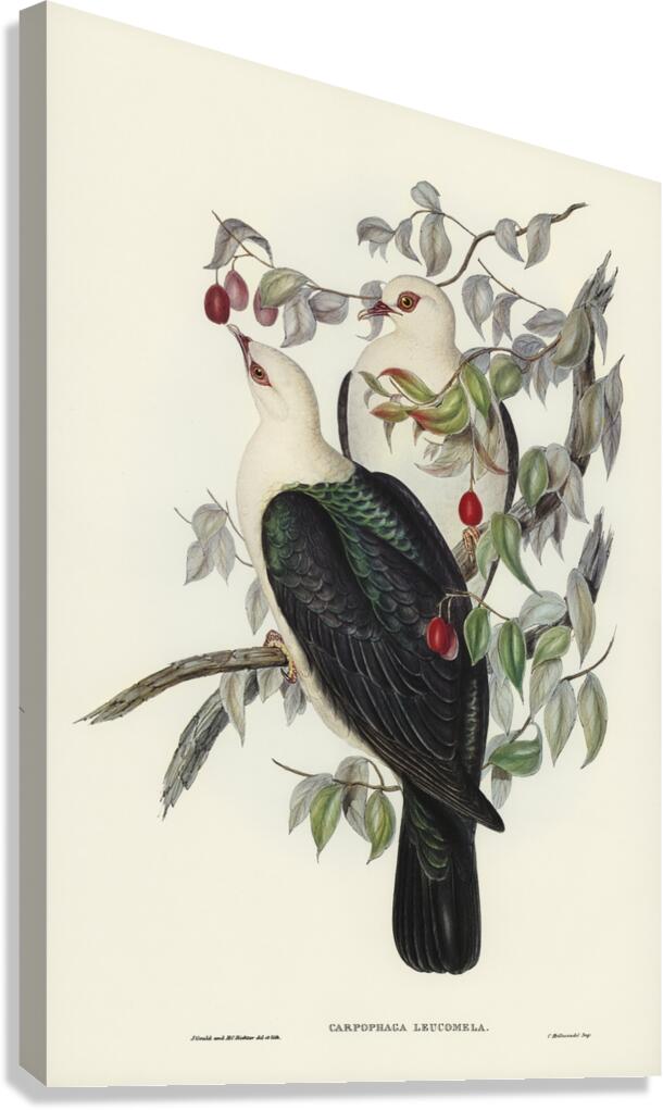 White-headed Fruit Pigeon Carpophaga leucomela illustrated by Elizabeth Gould 1804–1841 for John Gould’s 1804-1881 Birds of Australia  Canvas Print
