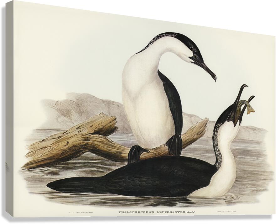 White-breasted Cormorant Phalacrocorax leucogaster illustrated by Elizabeth Gould 1804–1841 for John Gould’s 1804-1881 Birds of Australia  Canvas Print