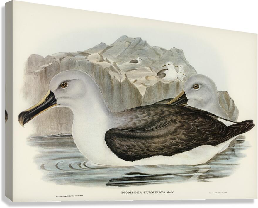 Culminated Albatros Diomedea culminata illustrated by Elizabeth Gould 1804–1841 for John Gould’s 1804-1881 Birds of Australia  Canvas Print