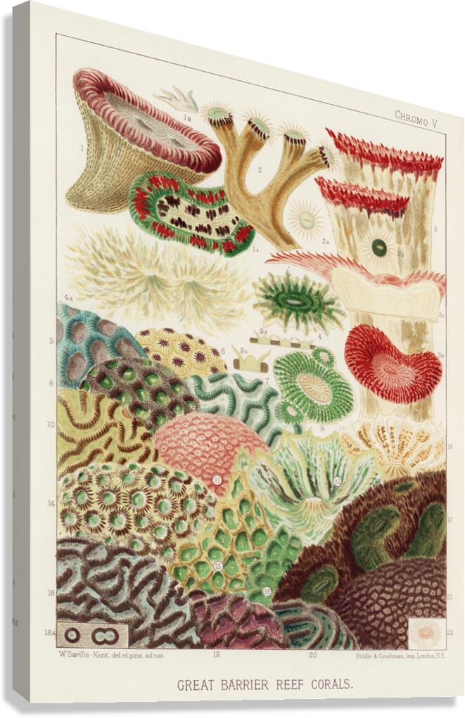 Great Barrier Reef Corals from The Great Barrier Reef of Australia 1893 by William Saville-Kent 1845-1908. Fig 1: Trachyphyllia amaraniusFig 2 : Caulastroea DistortaFig 3 : Mussa CorymbosaFig 4 : Mussa MultilobataFig 5 : PrionastroeaFig 6 : Favia Bo Canvas Print