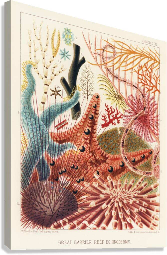 Great Barrier Reef Echinoderms from The Great Barrier Reef of Australia 1893 by William Saville-Kent 1845-1908. Fig 1: Isis HippurisFig 2: Queensland black coral Antipathes abiesFig 3: Ctenocella PectinataFig 4: Gorgonia AustraliensisFig 5: Melitodes Canvas Print