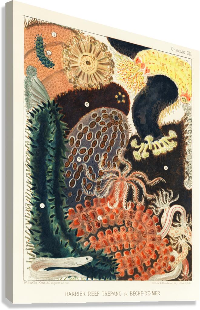 Barrier Reef Trepang or Bêche-de-Mer from The Great Barrier Reef of Australia 1893 by William Saville-Kent 1845-1908. Fig 1-2: Red fish Actinopyga obesaFig 3: Green Prickly-fish Stichopus ChloronotusFig 4: Colochirus AncepsFig 5: Holothurisa ColuberF Canvas Print