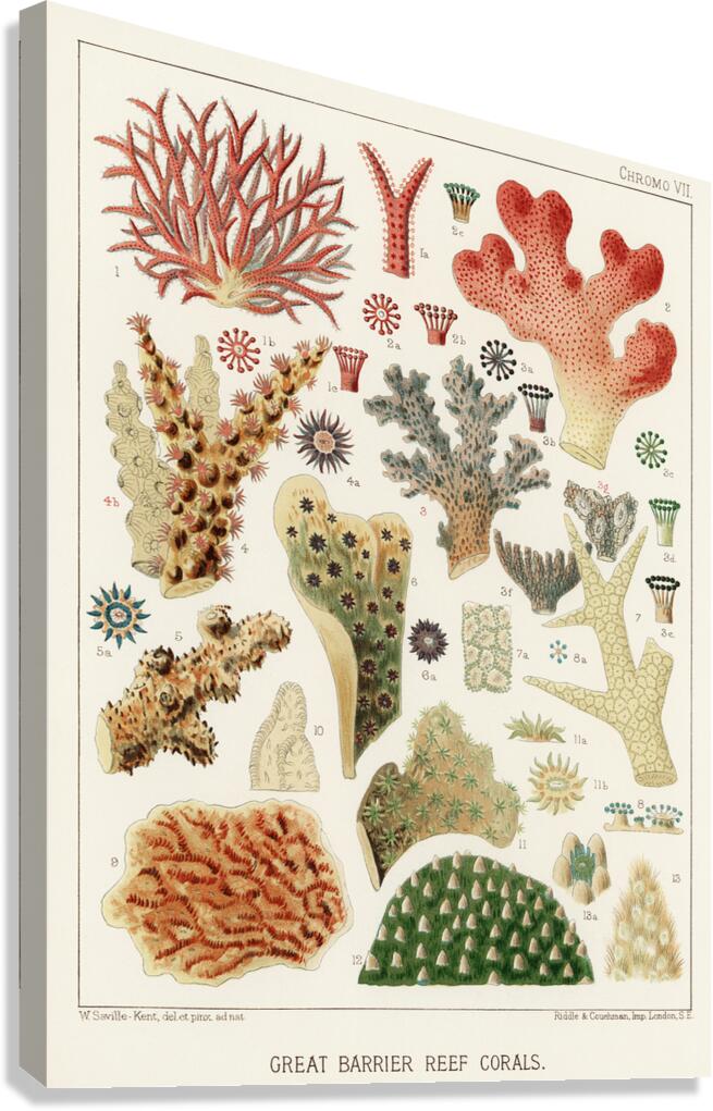 Great Barrier Reef Corals from The Great Barrier Reef of Australia 1893 by William Saville-Kent 1845-1908. Fig 1 : Seriatopora HystrixFig 2 : Stylopora PalmataFig 3 : Pcillpoora DamicornisFig 4 : Oculina FasciculataFig 5 : Echinopora horridaFig 6 :  Canvas Print