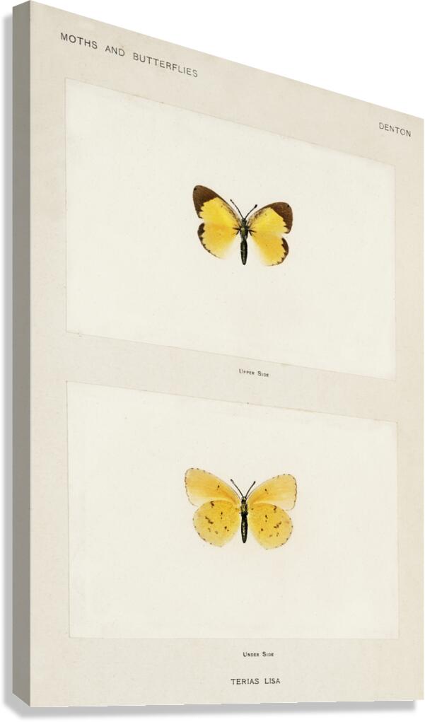 Little Sulphur Terias Lisa from Moths and butterflies of the United States 1900 by Sherman F. Denton 1856-1937.  Canvas Print