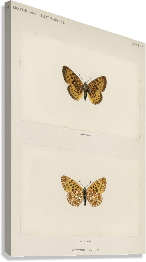 Silver-bordered Fritillary Argynnis Myrina from Moths and butterflies of the United States 1900 by Sherman F. Denton 1856-1937.  Canvas Print