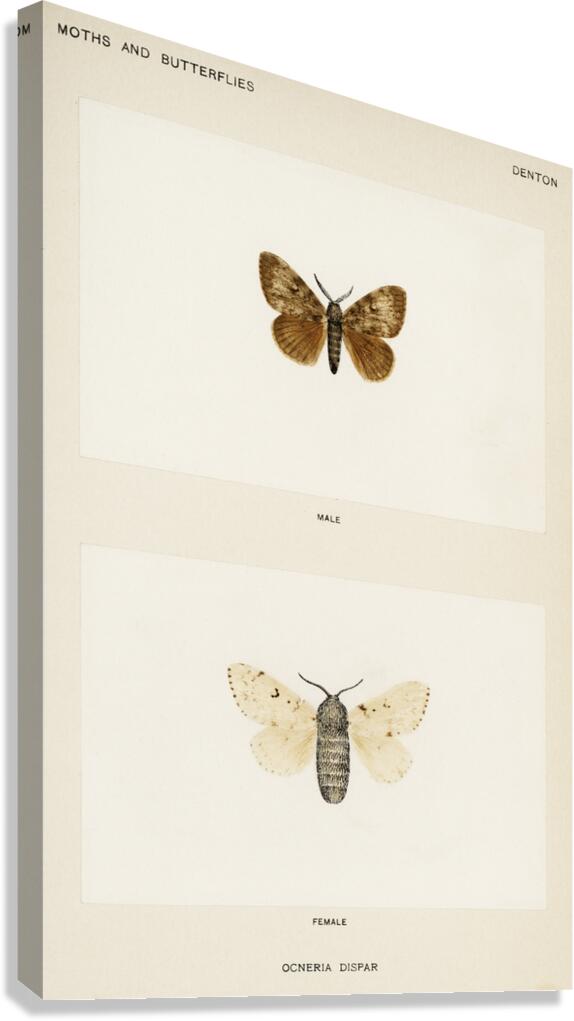 Gypsy Moth - Male Female Ocneria Dispar from Moths and Butterflies of the United States 1900 by Sherman F. Denton 1856-1937.  Canvas Print