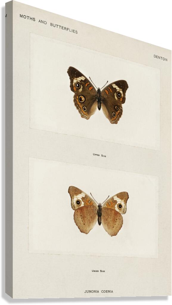 Buckeye Junonia Coenia from Moths and butterflies of the United States 1900 by Sherman F. Denton 1856-1937.  Canvas Print