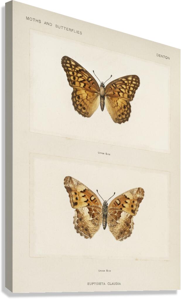 Variegated Fritillary Euptoieta Claudia from Moths and butterflies of the United States 1900 by Sherman F. Denton 1856-1937.  Canvas Print