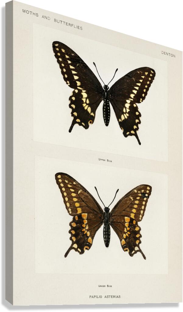 Black Swallowtail Papilio Asterias from Moths and butterflies of the United States 1900 by Sherman F. Denton 1856-1937.  Canvas Print