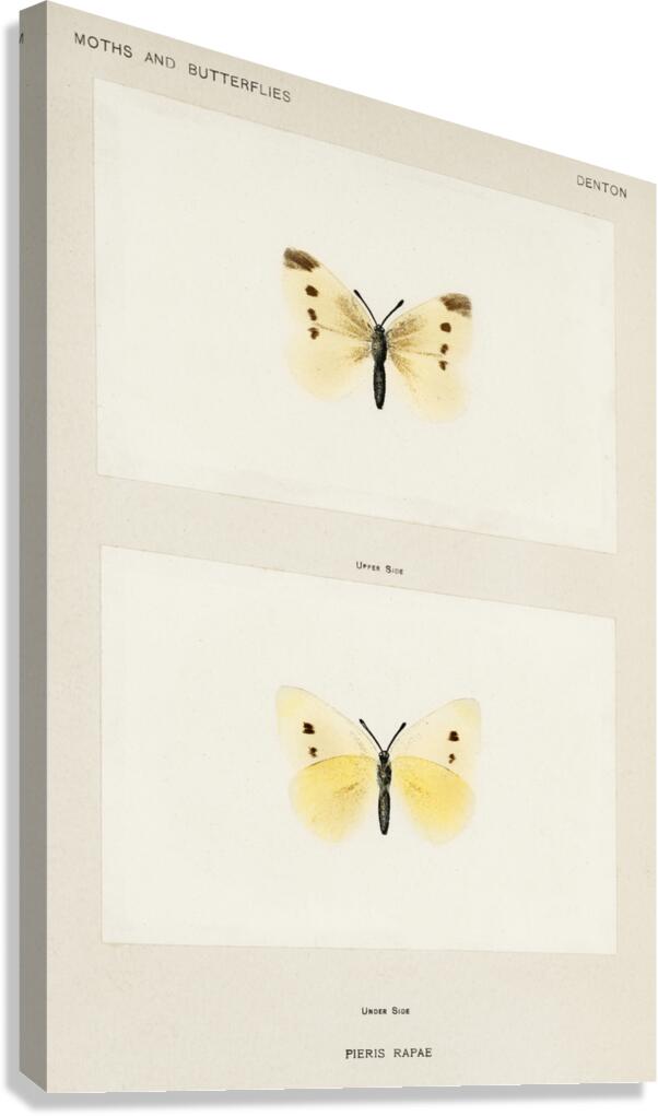Small Cabbage White Pieris Rapae from Moths and butterflies of the United States 1900 by Sherman F. Denton 1856-1937.  Canvas Print