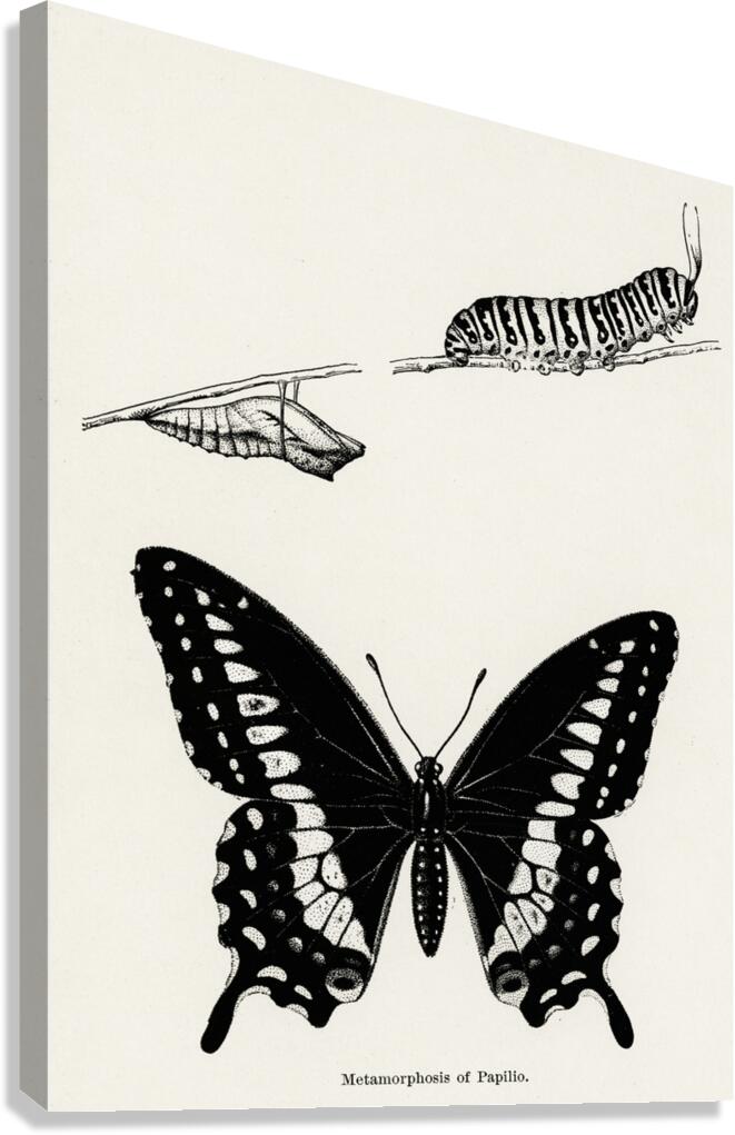 Metamorphosis of Papilio Butterfly from Moths and butterflies of the United States 1900 by Sherman F. Denton 1856-1937.  Canvas Print