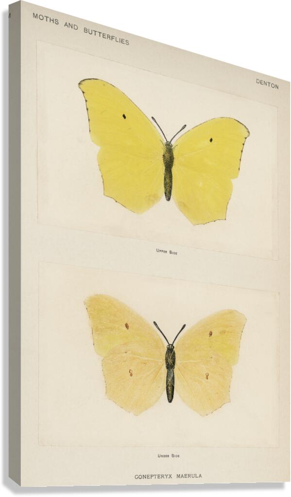Angled Sulphur Gonepteryx Maerula from Moths and butterflies of the United States 1900 by Sherman F. Denton 1856-1937.  Canvas Print