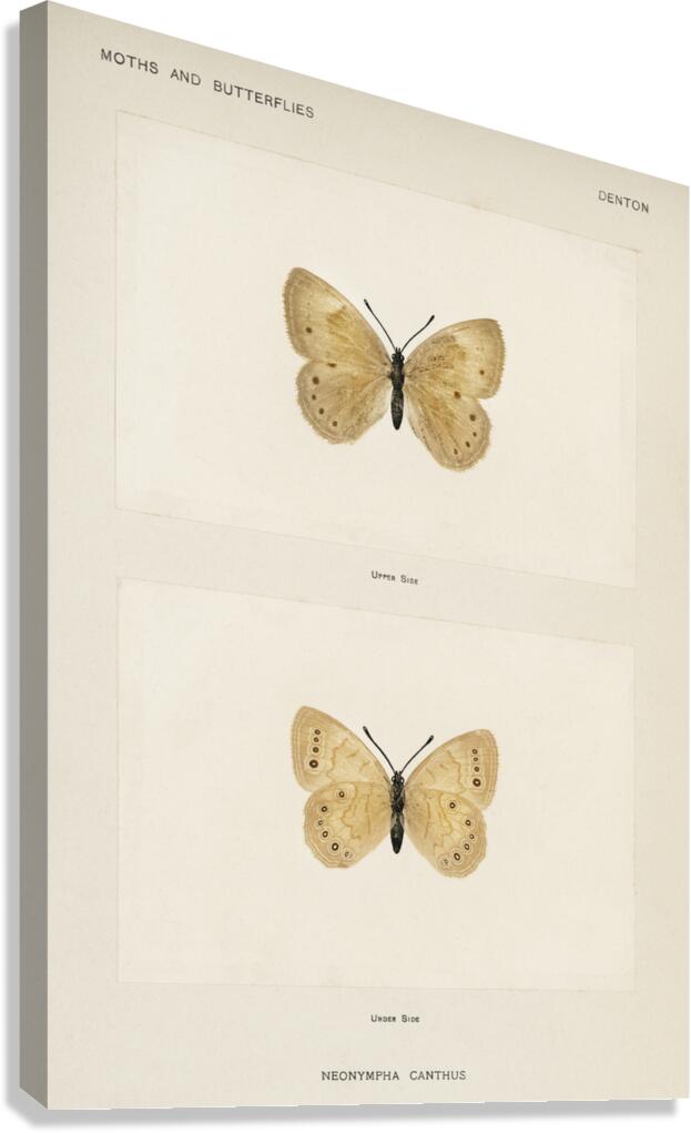Eyed Brown Butterfly Neonympha Canthus from Moths and Butterflies of the United States 1900 by Sherman F. Denton 1856-1937.  Canvas Print