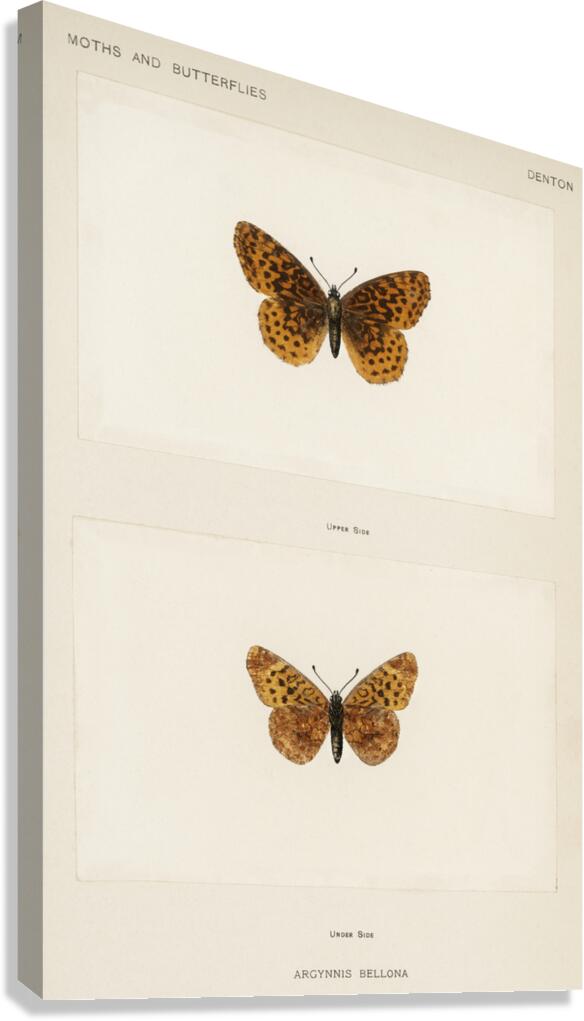 Meadow Fritillary Argynnis Bellona from Moths and butterflies of the United States 1900 by Sherman F. Denton 1856-1937.  Canvas Print