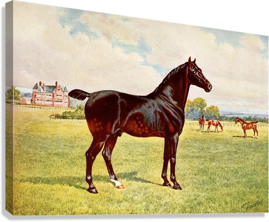 Dual Champion Pony Stallion Berkeley Model After Penry Powell Palfrey English 1830 - 1902 Canvas Print