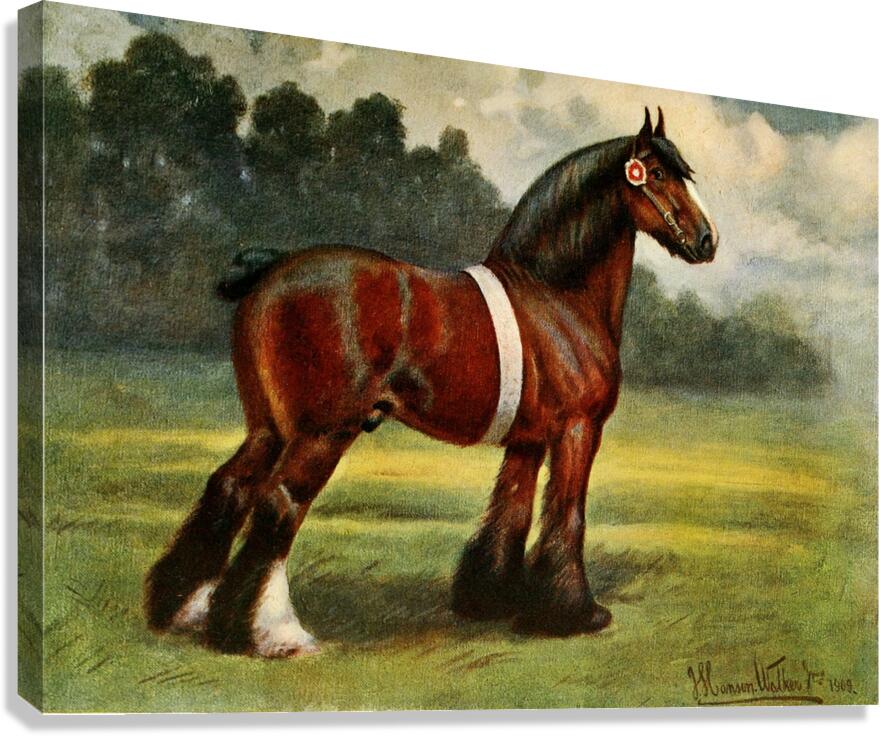 Shire Stallion Halstead Royal Duke John Hanson Walker Jr. English 1844-1933 Canvas Print