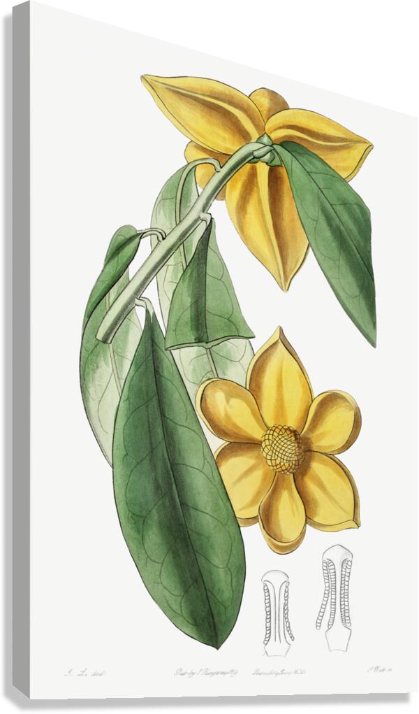 Laurel-leaved custard apple from Edwards Botanical Register 1829-1847  by Sydenham Edwards John Lindley and James Ridgway. Canvas Print