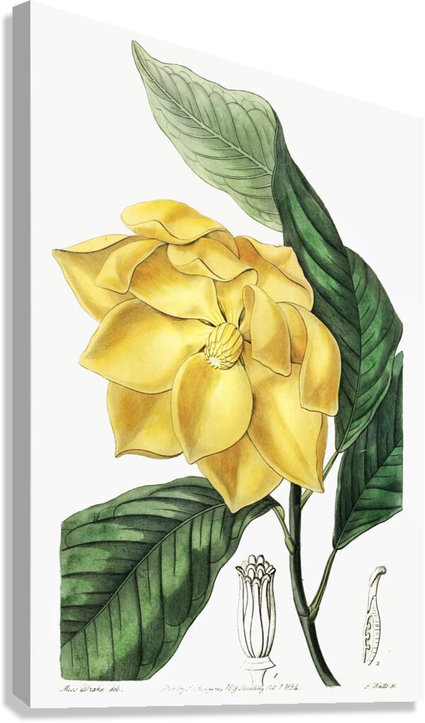 De Candolles talaum tree from Edwards Botanical Register 1829-1847  by Sydenham Edwards John Lindley and James Ridgway. Canvas Print