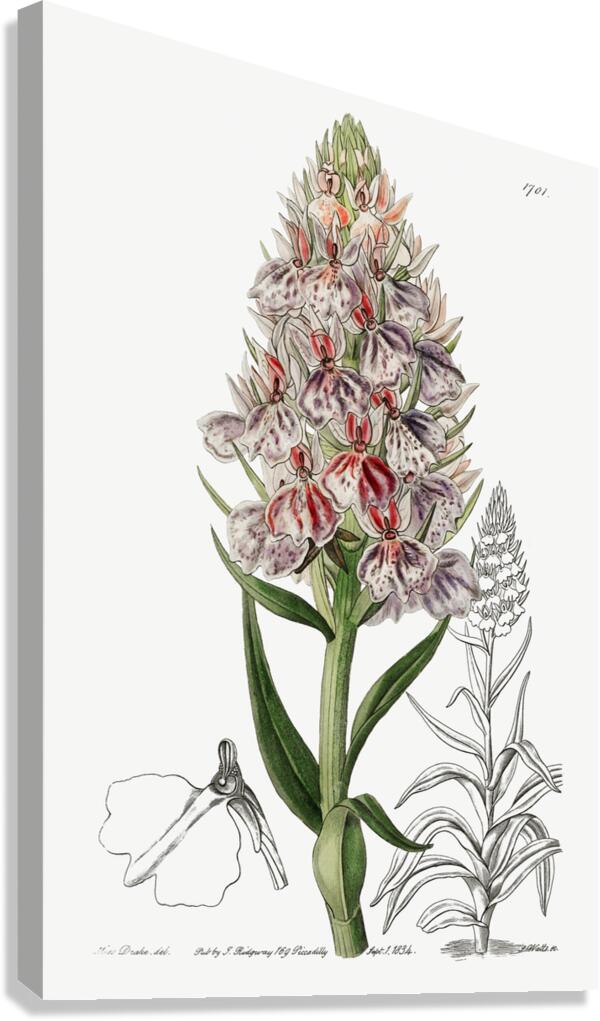 Leafy spiked orchis from Edwards Botanical Register 1829-1847  by Sydenham Edwards John Lindley and James Ridgway. Canvas Print