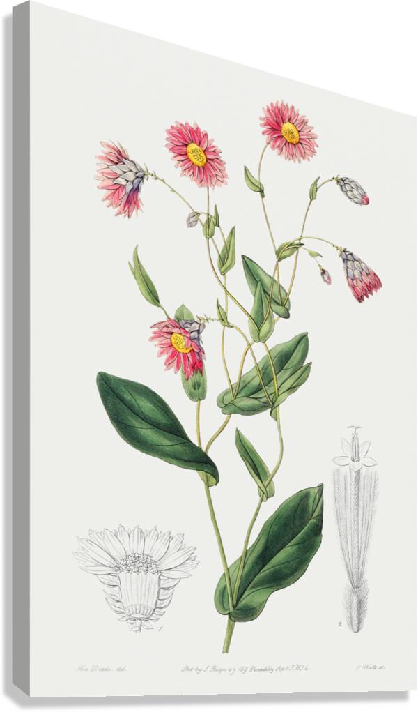Captain Mangles rhodanthe from Edwards Botanical Register 1829-1847  by Sydenham Edwards John Lindley and James Ridgway. Canvas Print
