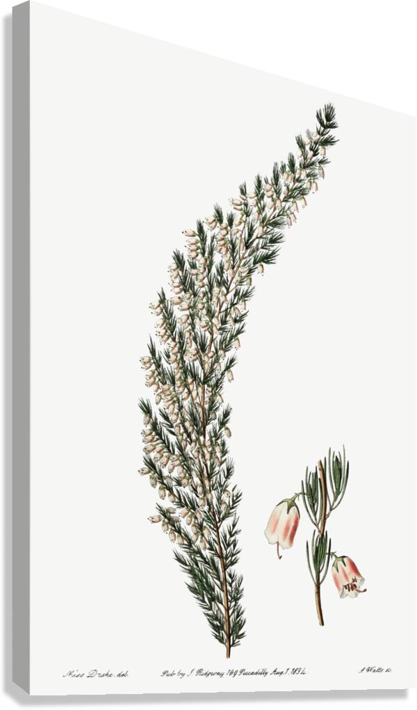 Bell-bearing heath from Edwards Botanical Register 1829-1847  by Sydenham Edwards John Lindley and James Ridgway. Canvas Print