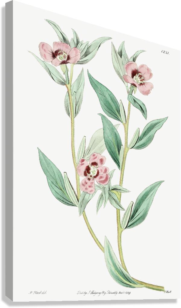 Long Branched Enothera from Edwards Botanical Register 1829-1847  by Sydenham Edwards John Lindley and James Ridgway. Canvas Print