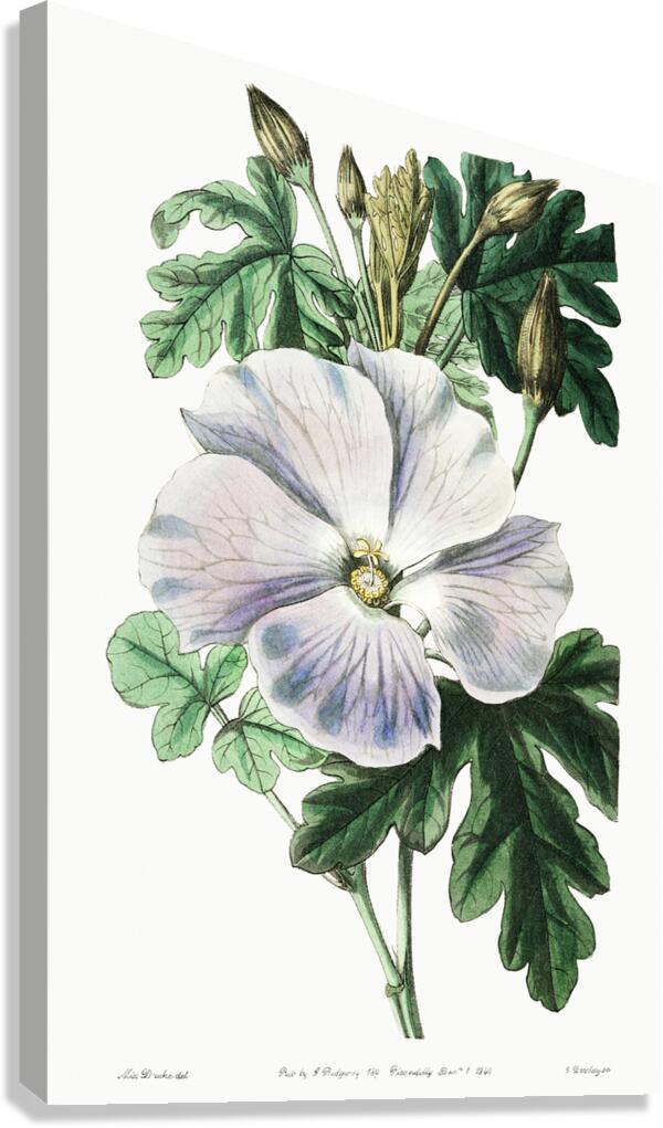 Mrs. Wrays hibiscus from Edwards Botanical Register 1829-1847  by Sydenham Edwards John Lindley and James Ridgway. Canvas Print