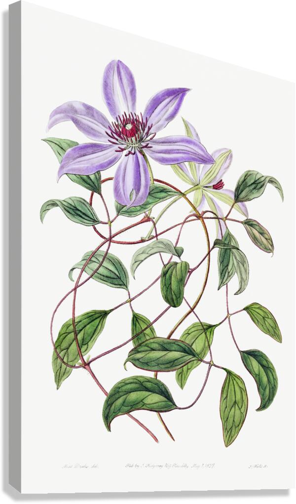 Violet clematis flower from Edwards Botanical Register 1829-1847  by Sydenham Edwards John Lindley and James Ridgway. Canvas Print