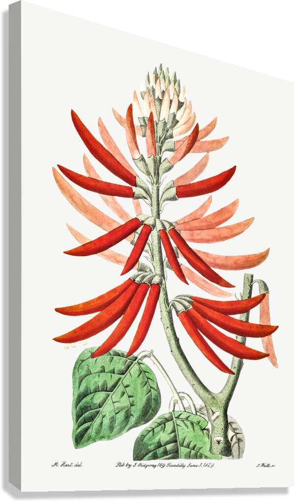 Naked-flowering Erythrina from Edwards Botanical Register 1829-1847  by Sydenham Edwards John Lindley and James Ridgway. Canvas Print