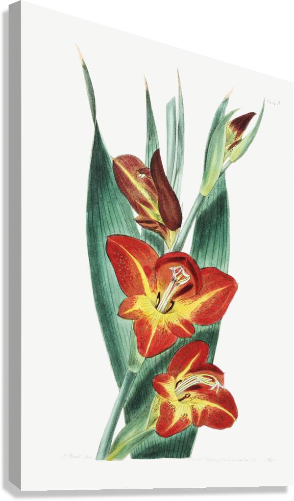 The parrot gladiole from Edwards Botanical Register 1829-1847  by Sydenham Edwards John Lindley and James Ridgway. Canvas Print