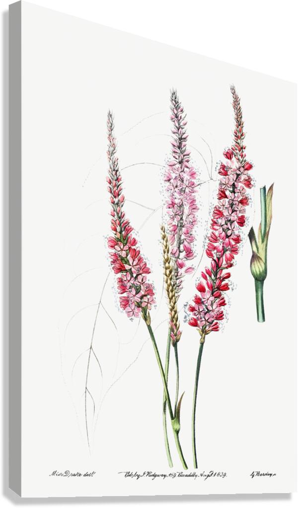 Stem-clasping polygonum from Edwards Botanical Register 1829-1847  by Sydenham Edwards John Lindley and James Ridgway. Canvas Print