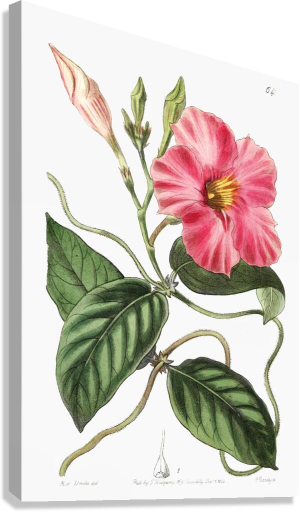 Knob-jointed dipladenia from Edwards Botanical Register 1829-1847  by Sydenham Edwards John Lindley and James Ridgway. Canvas Print