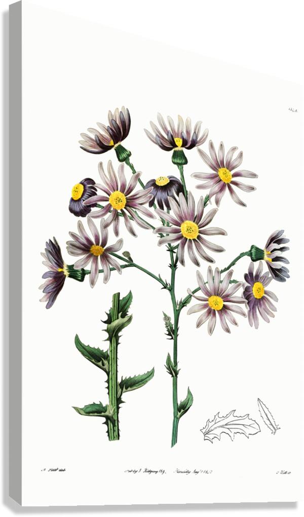 Lilac senecio from Edwards Botanical Register 1829-1847  by Sydenham Edwards John Lindley and James Ridgway. Canvas Print