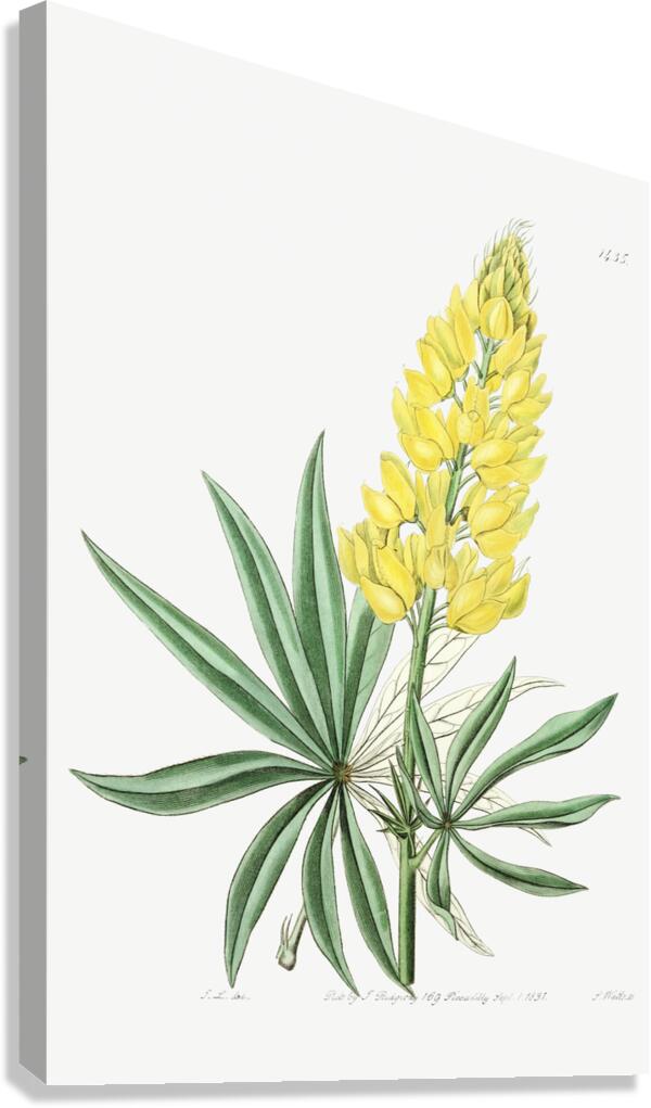 Yellow perennial lupine from Edwards Botanical Register 1829-1847  by Sydenham Edwards John Lindley and James Ridgway. Canvas Print