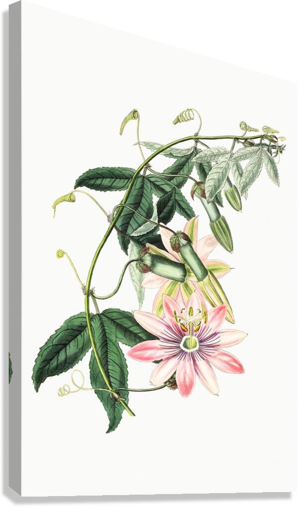 Mrs.Marryats tacsonia from Edwards Botanical Register 1829-1847  by Sydenham Edwards John Lindley and James Ridgway. Canvas Print