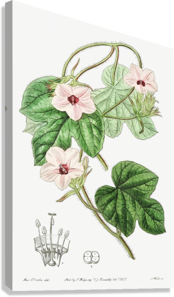 Mr.Aitons ipomoea from Edwards Botanical Register 1829-1847  by Sydenham Edwards John Lindley and James Ridgway. Canvas Print