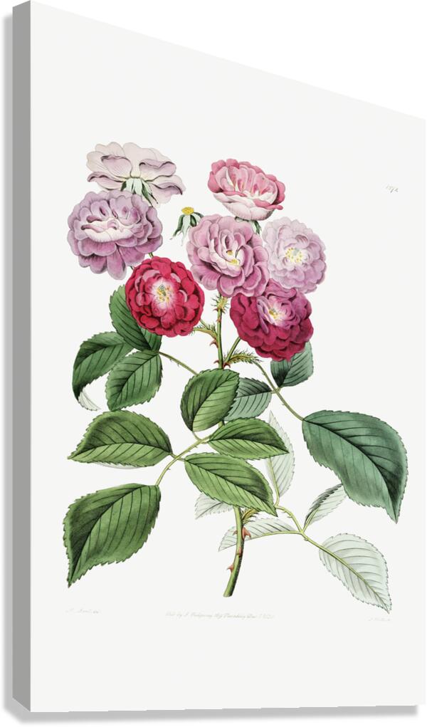 The seven sisters rose from Edwards Botanical Register 1829-1847  by Sydenham Edwards John Lindley and James Ridgway. Canvas Print
