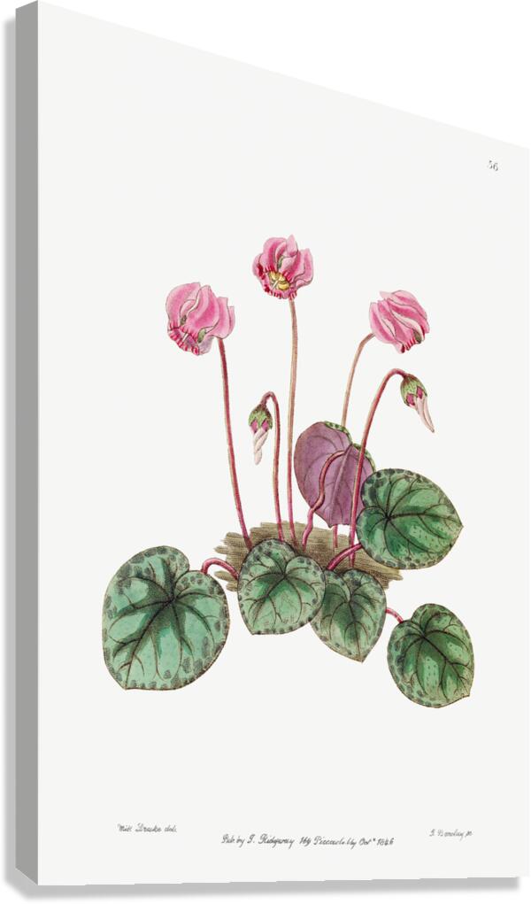 Shore cyclamen from Edwards Botanical Register 1829-1847  by Sydenham Edwards John Lindley and James Ridgway. Canvas Print