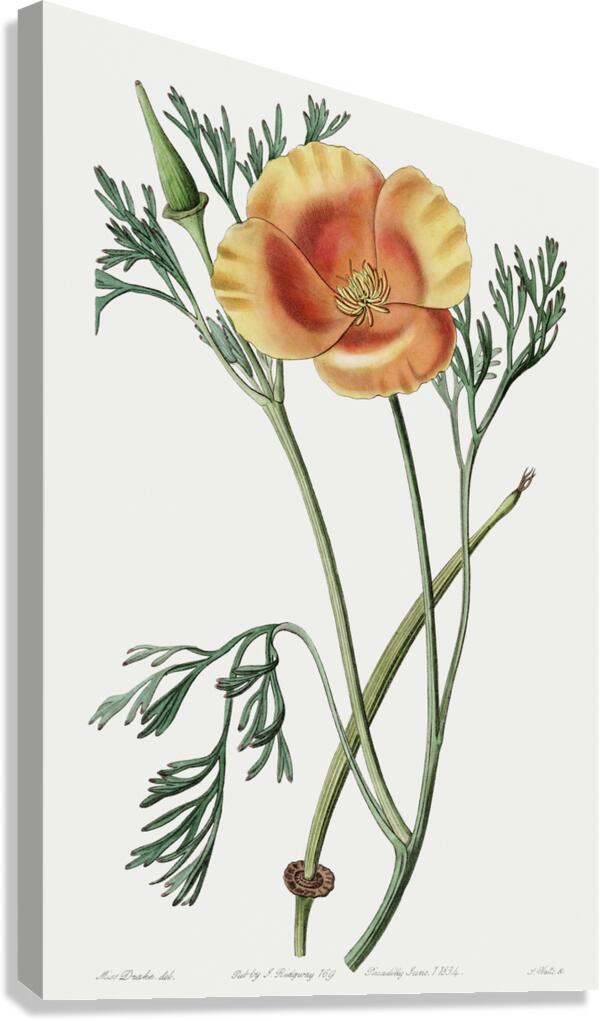 Saffron colored eschscholzia from Edwards Botanical Register 1829-1847  by Sydenham Edwards John Lindley and James Ridgway. Canvas Print