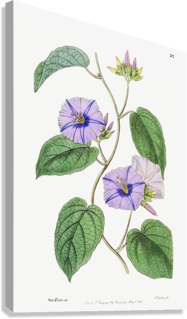 Hoary jacquemontia from Edwards Botanical Register 1829-1847  by Sydenham Edwards John Lindley and James Ridgway. Canvas Print