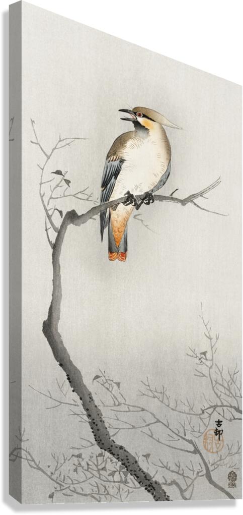 Japanese plague bird on branch 1900 - 1910 by Ohara Koson 1877-1945. Canvas Print