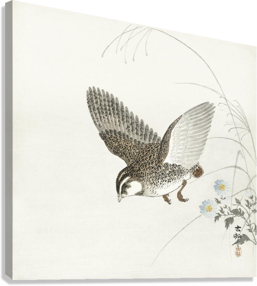 Flying quail 1900 - 1930 by Ohara Koson 1877-1945. Canvas Print