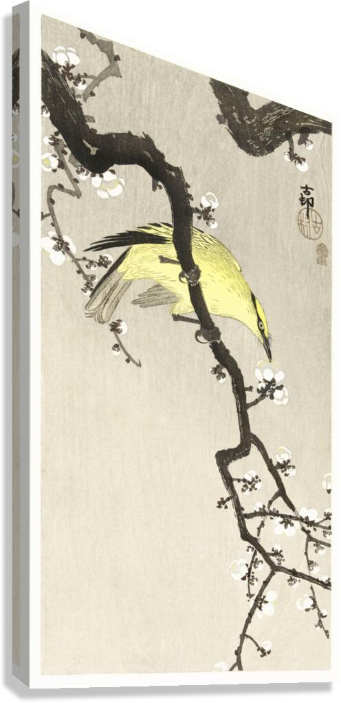 Chinese oriole on plum blossom branch 1900 - 1910 by Ohara Koson 1877-1945. Canvas Print