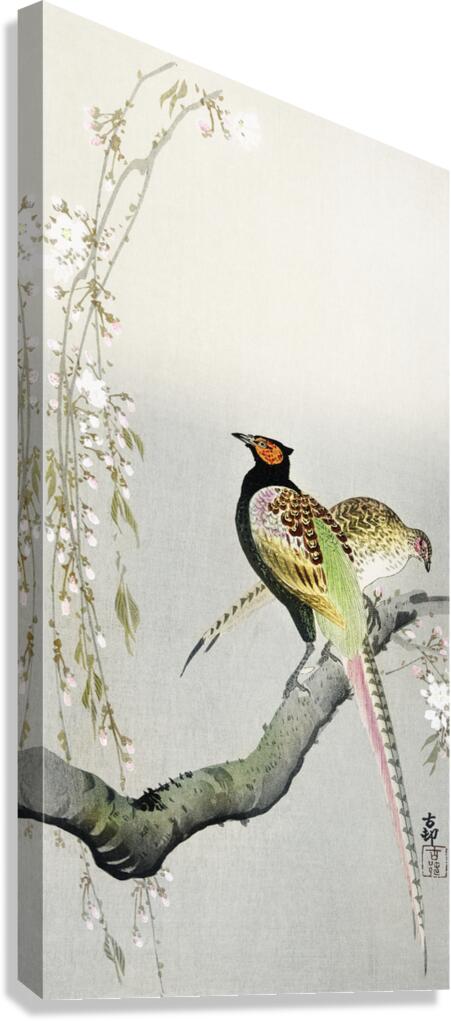 Couple pheasants and cherry blossom 1900 - 1936 by Ohara Koson 1877-1945. Canvas Print