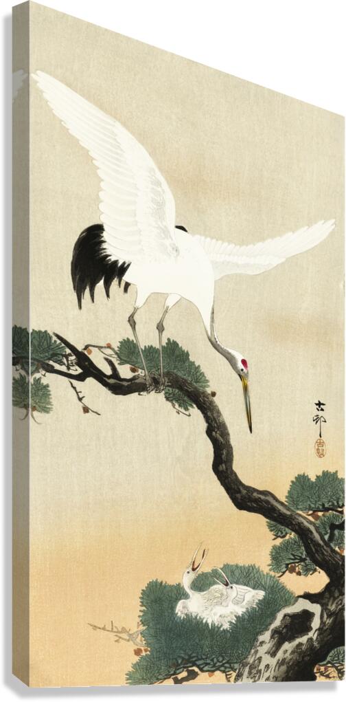 Japanese crane bird on branch of pine 1900 - 1930 by Ohara Koson 1877-1945. Canvas Print