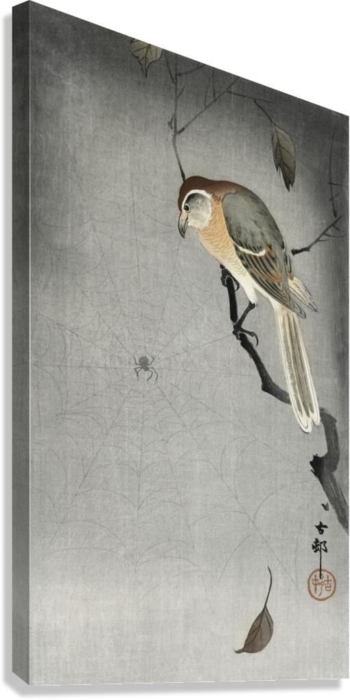 Buffalo wing shrike and spider 1900 - 1930 by Ohara Koson 1877-1945. Canvas Print