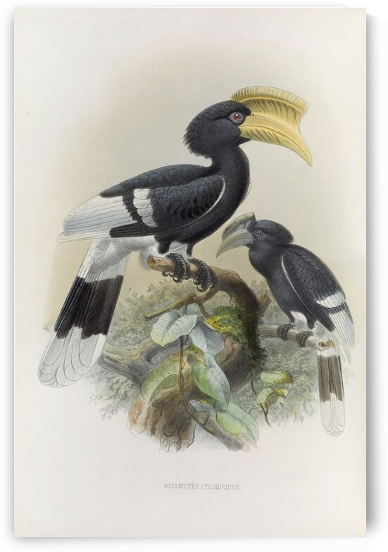 Bycanistes cylindricus 1882 by IStockHistory com