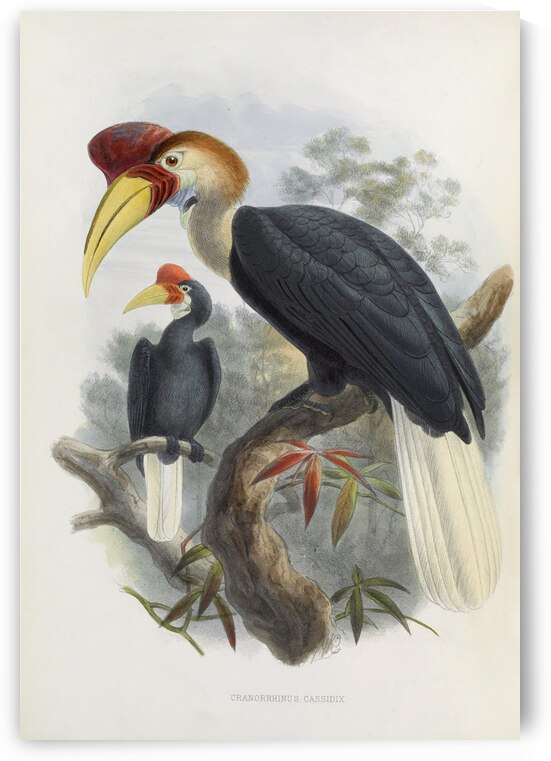 Cranorrhinus cassidix 1882 by IStockHistory com