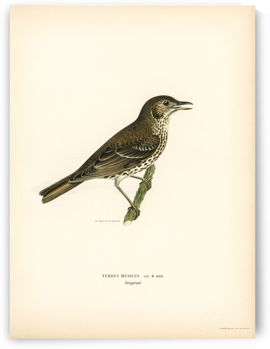 Redwing-Song thrush Turdus usicus by IStockHistory com